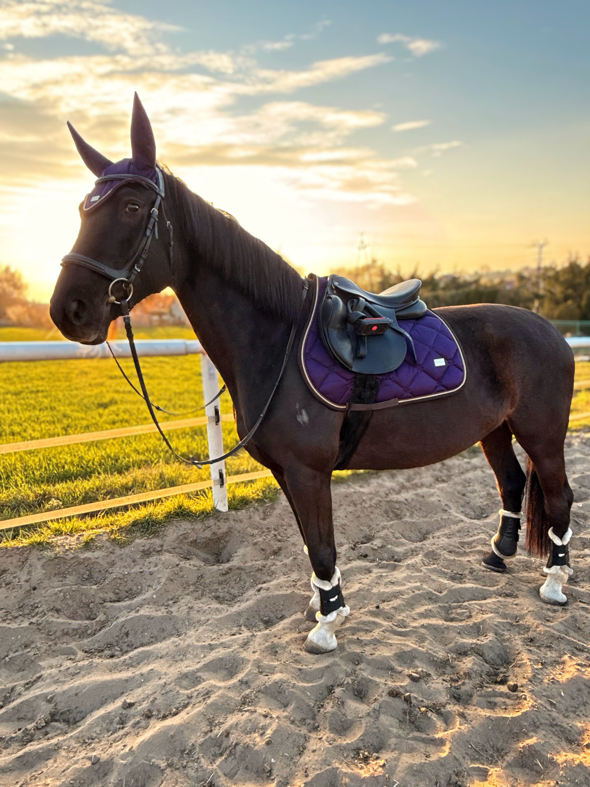 Horss czaprak wszechstronny Florence - Plum - obrazek 3