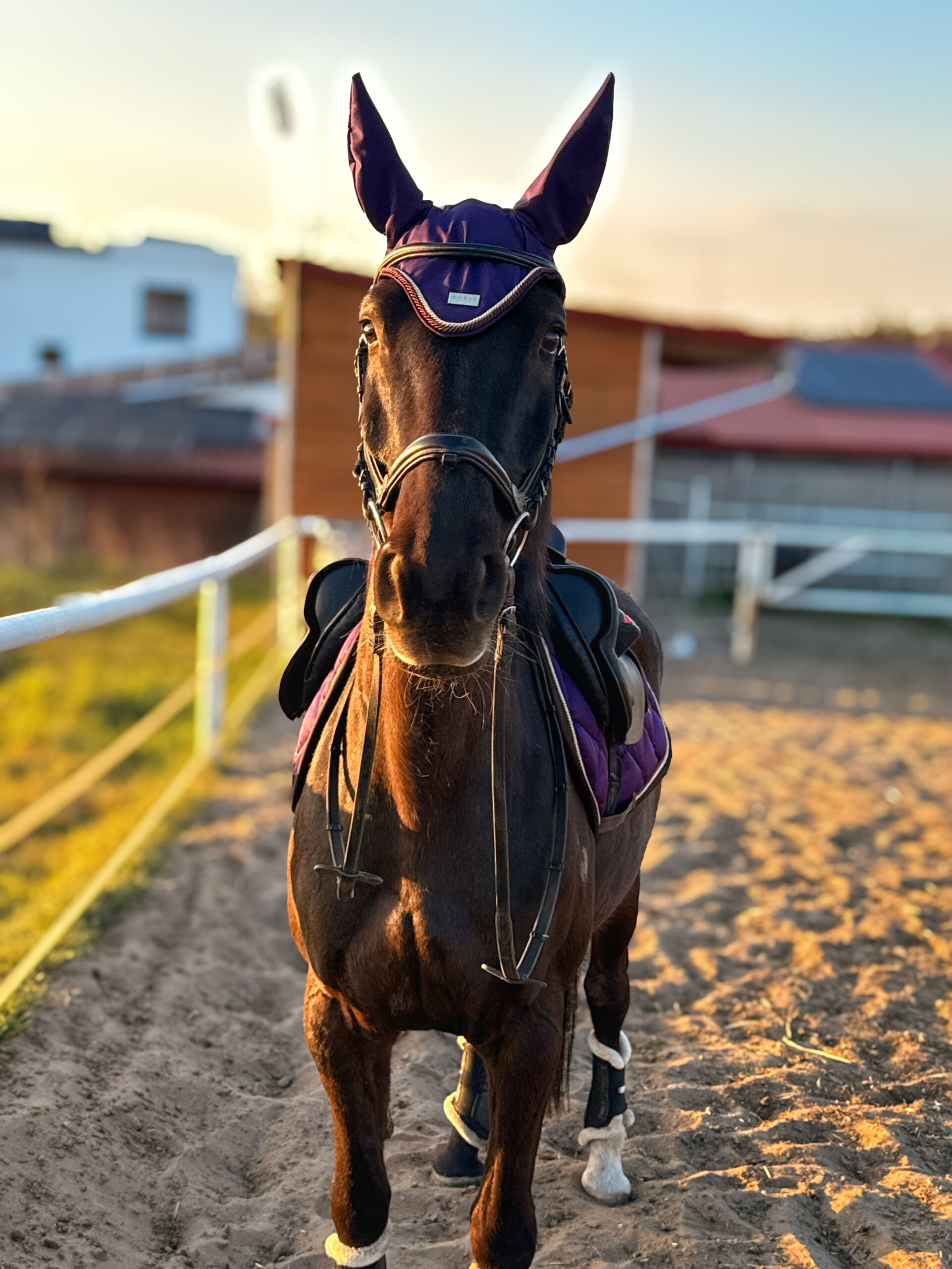 Horss czaprak wszechstronny Florence - Plum - obrazek 4
